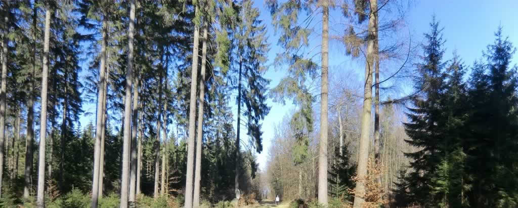 Bild vom Hösseringer Wald